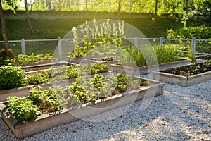 Community kitchen garden. Raised garden beds with plants in vegetable community garden