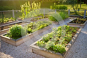 Community kitchen garden. Raised garden beds with plants in vegetable community garden