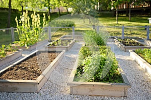 Community kitchen garden. Raised garden beds with plants in vegetable community garden. Lessons of gardening for kids