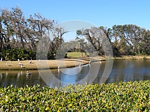 Community lake in a residential area surrounded by homes