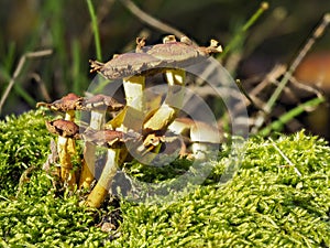 Community of mushrooms in the green moss photo