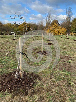 Community orchard