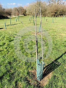 Community orchard portrait