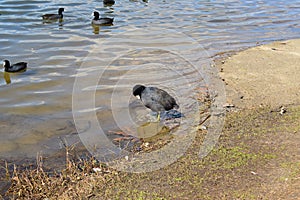 Community residential lake as a back yard with ducks