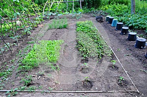 Community vegetable garden