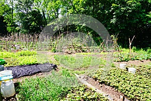 Community vegetable garden