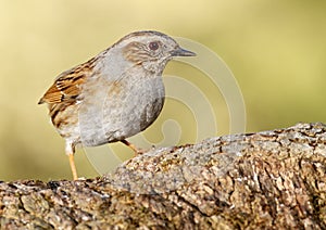 Comn Accentor