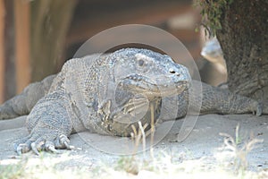 Comodo dragon