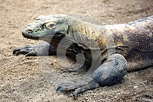 Comodo Dragon