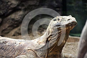 Comodo Dragon
