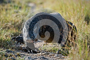 Comodo dragon comes.