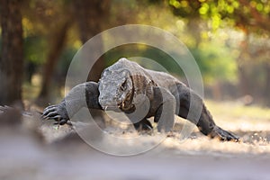 Comodo dragon on the island Rinca and Comodo,Indonesia