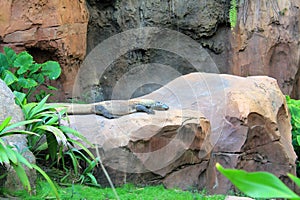 Comodo dragon sunbathing at Animal Kingdom photo