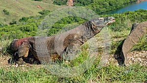 The Comodo dragon (Varanus komodoensis)