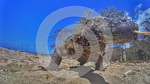 Comodo dragon walk in the sand