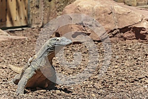 Comodo Dragon in wildlife photo