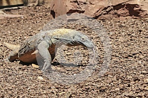 Comodo Dragon