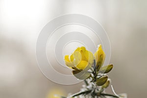 Comon gorse yellow flower with frosted dew drops