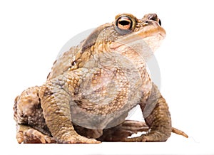 Comon toad Bufo bufo isolated on white