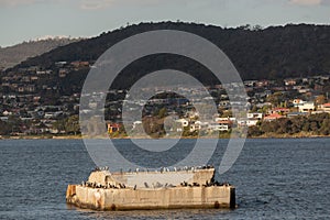 Comorant birds sitting on a concrete pier in the Derwent River