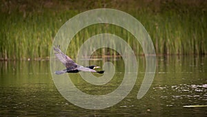 Comorant in flight