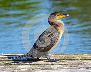 Comorant perched on a platform