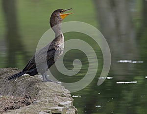 Comorant perched on a platform