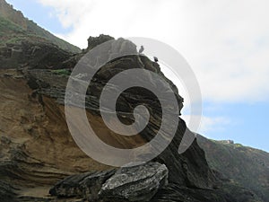 Comorant Sitting on Rocks at Flatrock