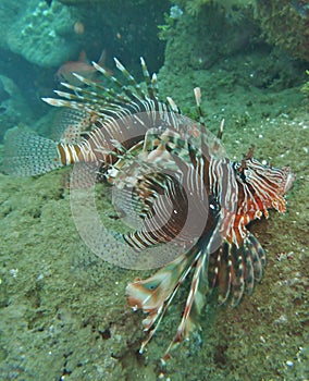 Comoros island coral reefs, lion fish pterois volitans