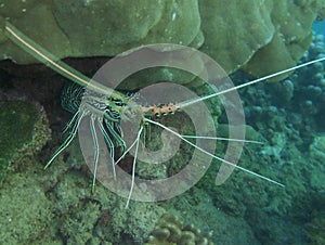 Comoros island coral reefs, lobster