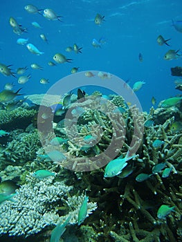 Comoros island coral reefs of moheli, nioumachoua