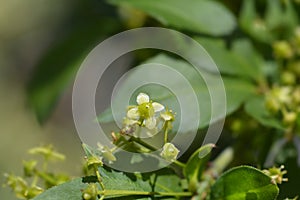 Compact Burning Bush