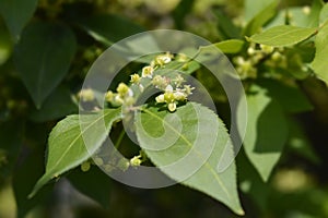 Compact Burning Bush