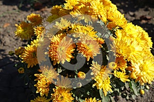 Compact bush of amber yellow Chrysanthemums in bloom in October