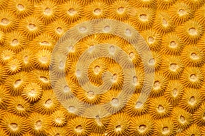 Compact coral texture