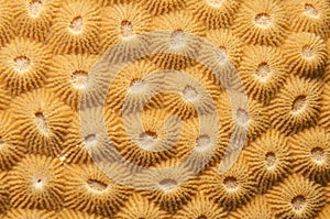 Compact coral texture