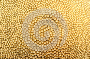 Compact coral texture