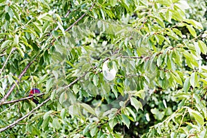 Compact disc on black cherry tree to scare birds