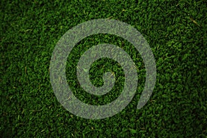 Compact Green Moss Carpet Surface Closeup