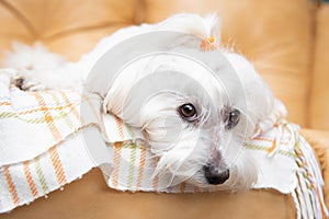 Companion dog lying on sofa looking in camera