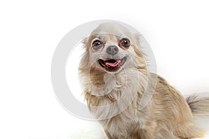 Companion dog smiling with white background. Studio photo. Copy space