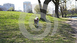 Companion dog walks in street and runs along spring grass