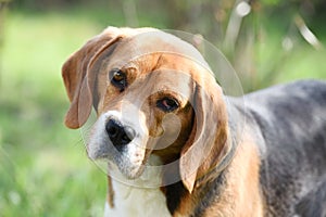 Companion or friend and friendship concept. Beagle walk on fresh air. Dog with long ears on summer outdoor. Cute pet on