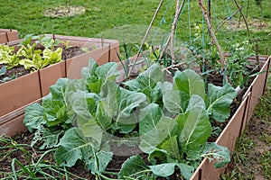companion plants in raised bed, cabbage with peas and onions