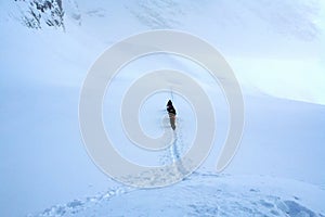 company of skiers in the mountains in the snow. Skiing