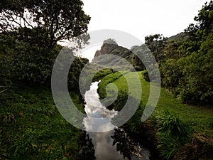 Company stream river flowing through green nature landscape Karekare Falls Beach Waitakere Ranges Auckland New Zealand