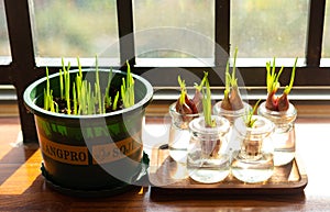 comparation of soil and hydroponics. Spring Onions planted in flowerpots and water planted in glass bottle.