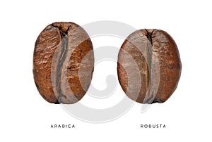 Comparative of Arabica and Robusta coffee beans