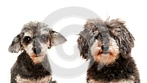 The comparative portrait picture of the cute curly dog