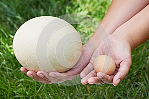 Compare chiken and ostrich eggs in woman hands photo